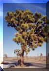 JTree2.jpg (17031 bytes)
