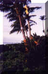 Kihei3.jpg (16508 bytes)