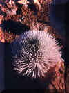 SilverSword.jpg (20768 bytes)