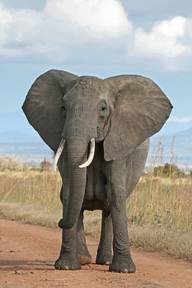 African Bush Elephant